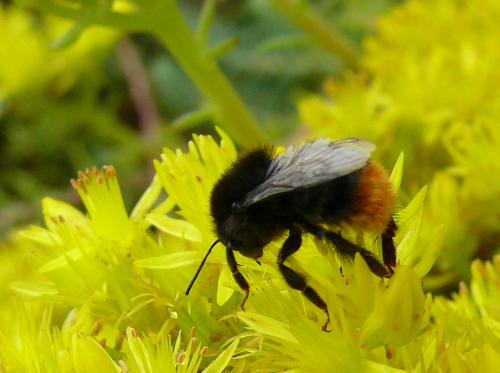 Réf. 156 283 : Bombus ruderarius
