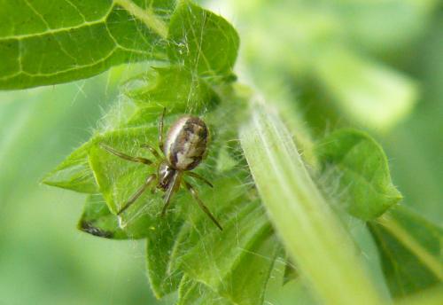 Zygiella x-notata