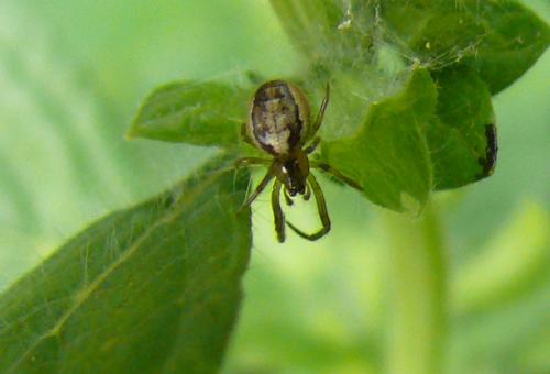 Zygiella x-notata