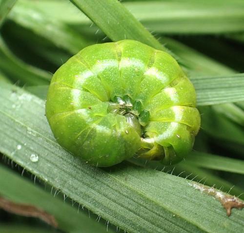 Phlogophora meticulosa