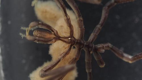 Nymphon gracile