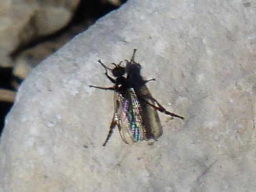 Bibio femoralis