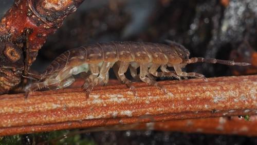 Porcellio monticola