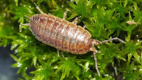Porcellio monticola