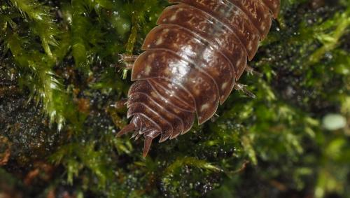 Porcellio monticola