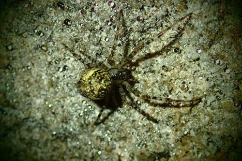 Réf. 156 146 : Metellina merianae