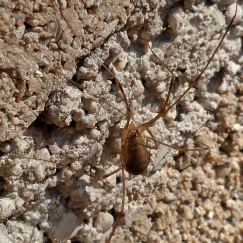 Réf. 156 489 : Opilio canestrinii