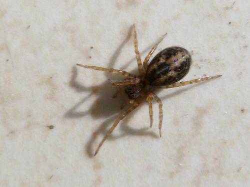 Amaurobius sp.
