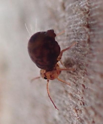 Dicyrtomina ornata
