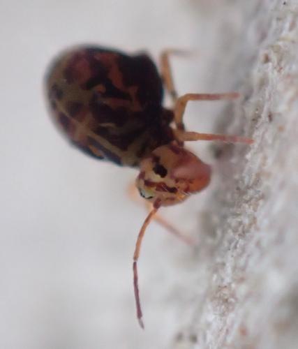 Dicyrtomina ornata