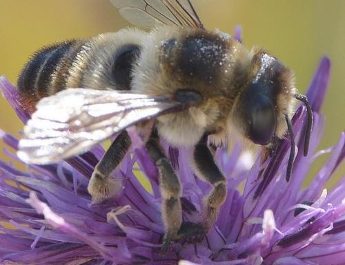 Megachile sp.