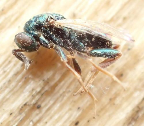 Toryminae