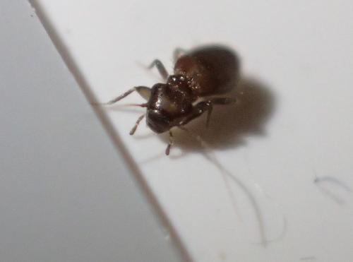 Lepinotus sp.