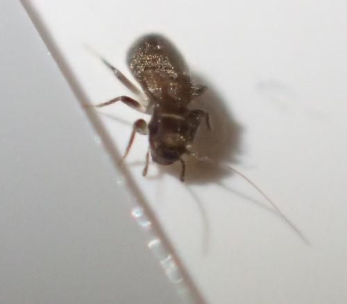 Lepinotus sp.