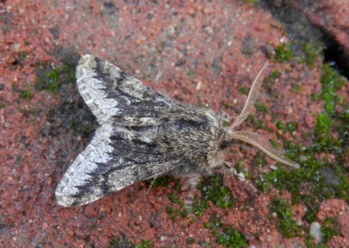 Réf. 156 352 : Apocheima hispidaria