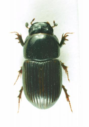 Réf. 156 422 : Aphodius foetidus