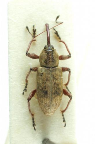 Réf. 156 970 : Thryogenes festucae