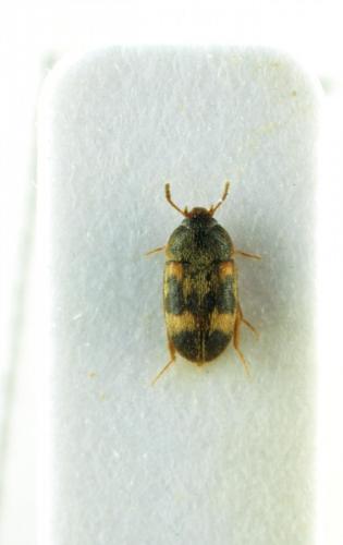 Litargus balteatus