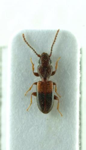 Cymbionotum sp.