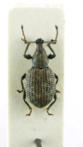 Otiorhynchus nubilus