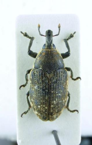 Larinus ochreatus