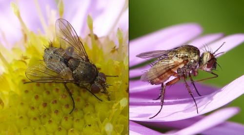 Réf. 156 366 : Siphona sp.