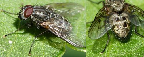 Helina sp.
