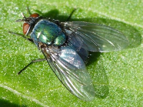 Lucilia ampullacea
