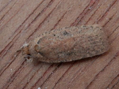 Réf. 156 555 : Agonopterix scopariella