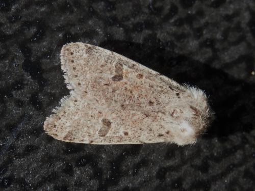 Réf. 156 554 : Orthosia cruda