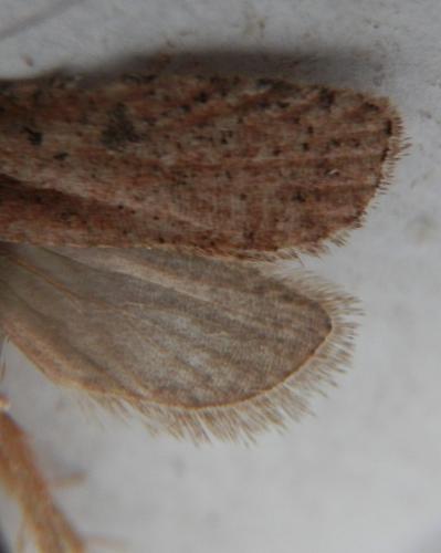 Agonopterix scopariella