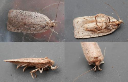 Réf. 156 605 : Agonopterix scopariella