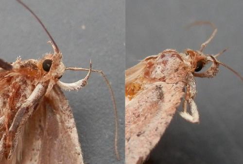 Réf. 156 604 : Agonopterix scopariella