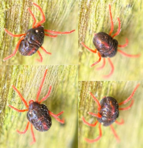 Penthaleus sp.