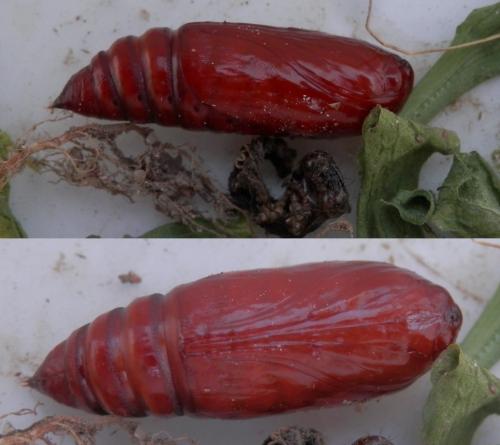Noctua pronuba