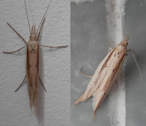 Réf. 156 715 : Ypsolopha mucronella