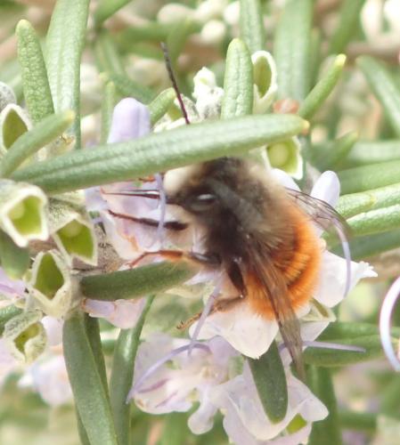 Osmia cornuta
