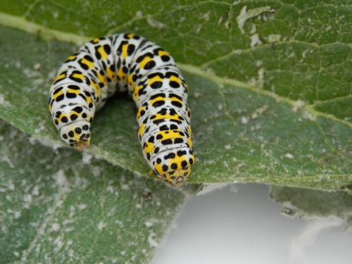 Réf. 156 728 : Cucullia verbasci
