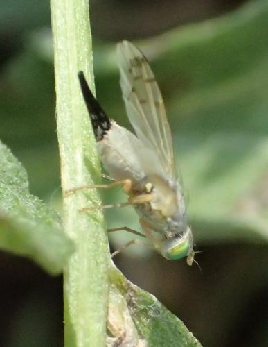 Réf. 156 325 : Acanthiophilus helianthi