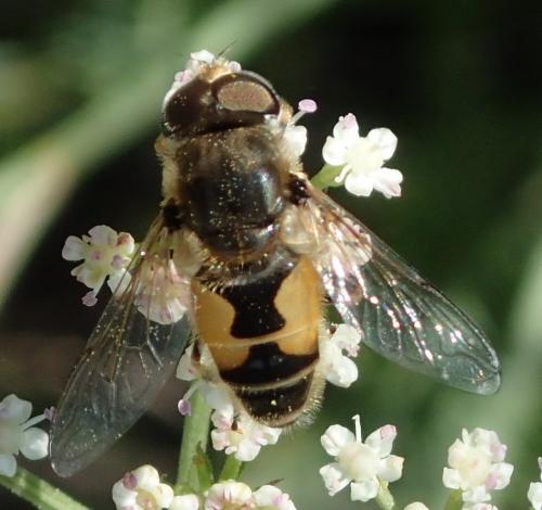 Eristalis arbustorum