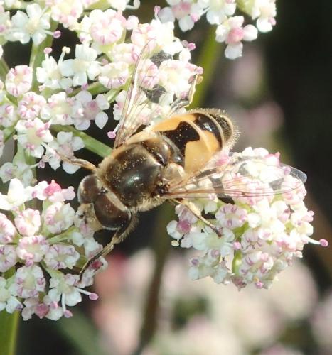 Eristalis arbustorum