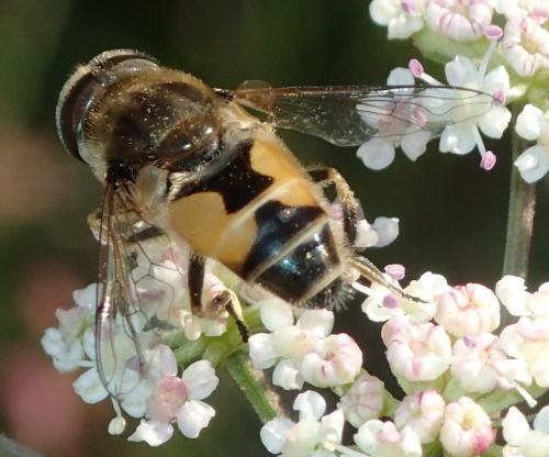 Réf. 156 257 : Eristalis arbustorum