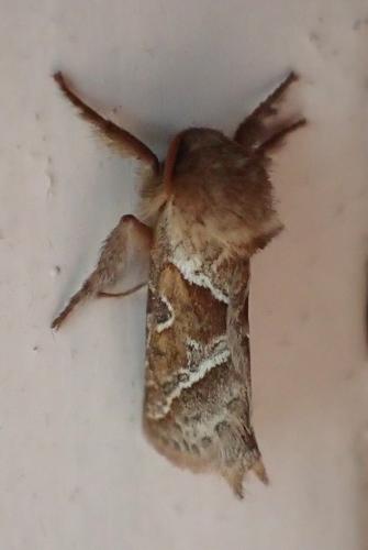 Réf. 156 485 : Triodia sylvina