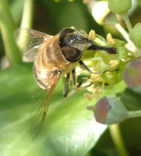 Eristalis similis