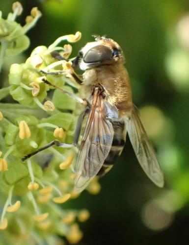 Réf. 156 218 : Eristalis similis