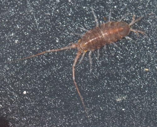 Réf. 156 353 : Janira maculosa
