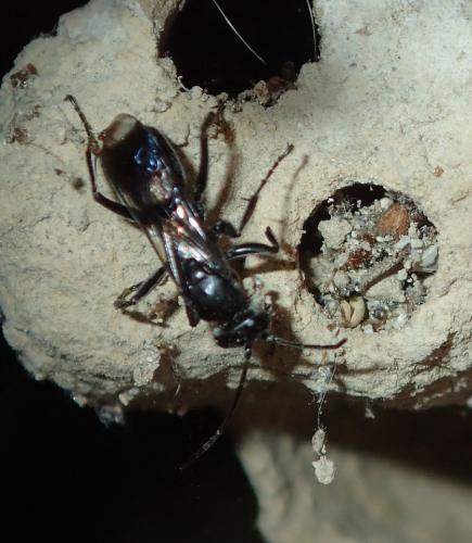 Dipogon sp.