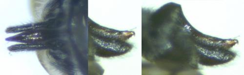Saldula palustris