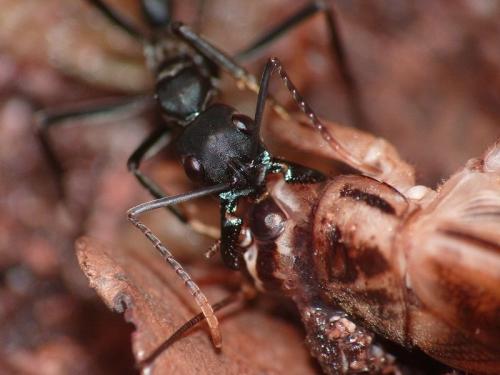 Neoponera apicalis