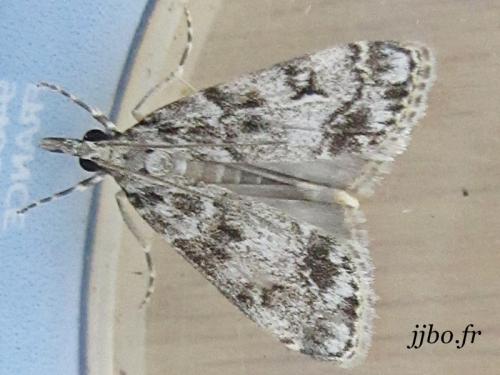 Réf. 156 600 : Eudonia lacustrata